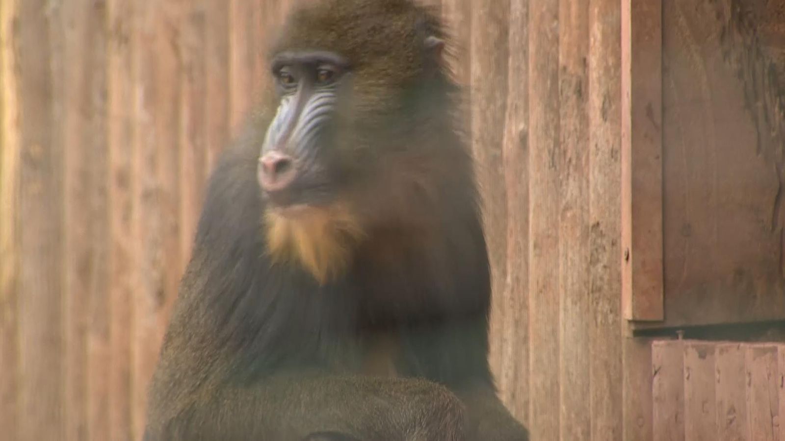Zoo battles to save dozens of species from extinction by cryogenically