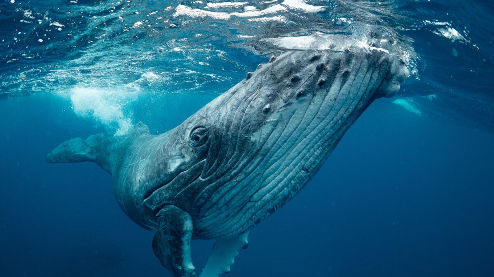 Révélé: La Toute Première Carte Mondiale De La Migration Des Baleines ...