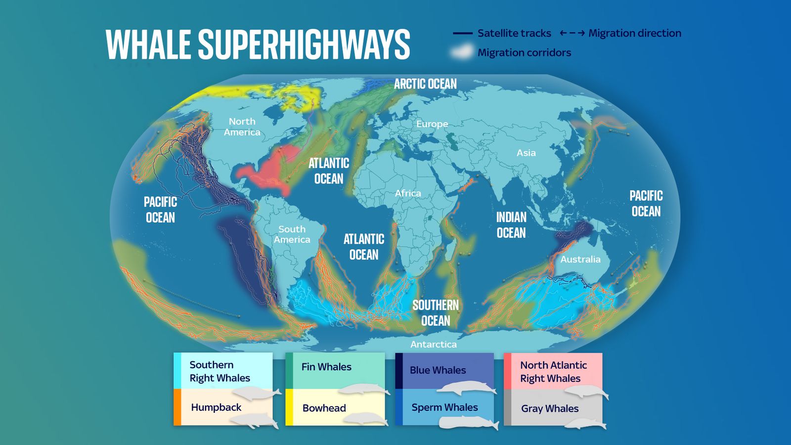 Revealed: First ever global map of whale migration exposes growing dangers along superhighways 