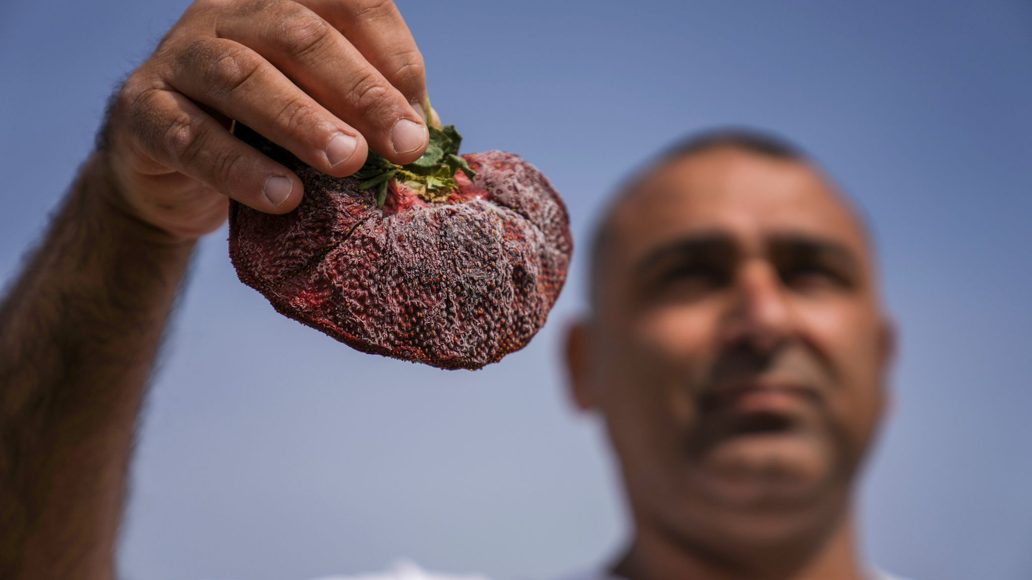 Giant 2g Strawberry Declared Largest On Record After Almost A Year On Ice World News Sky News