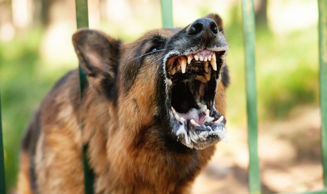 Dangerous dog on the loose is 'highly likely to attack if approached', police warn - Vimarsana News