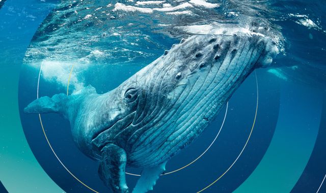 Revealed: First ever global map of whale migration exposes growing ...