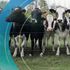 Yeni Zelanda, sera gazı metan gazı miktarını azaltmak için inek ve koyun geğirmelerine vergi uygulama planını açıkladı | İklim Haberleri