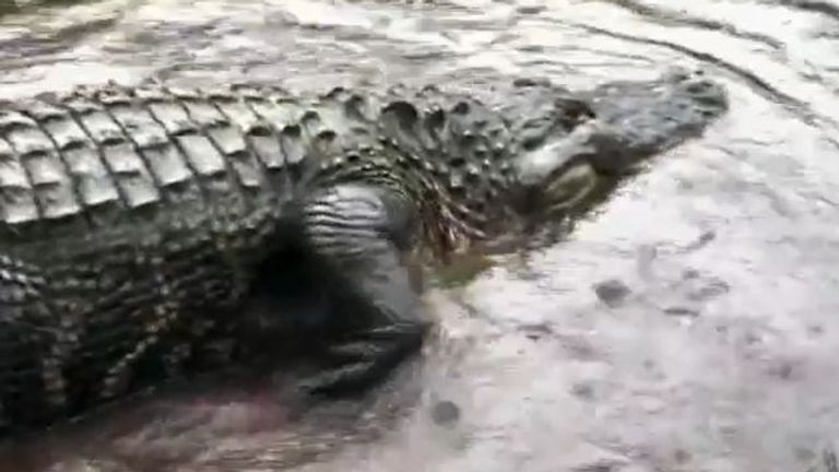 Alligator is freed from being wedged between a fnce and a lagoon