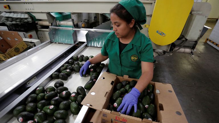 A worker packs avocados at Don Goyo packaging warehouse in Tacambaro, in Michoacan state