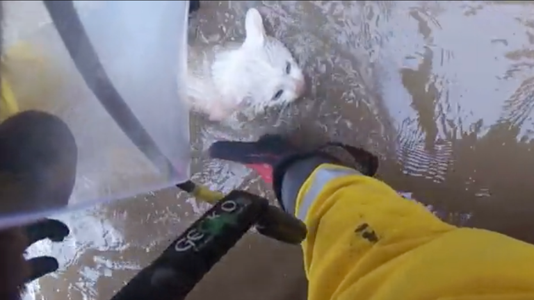 Cat rescued in Great Yarmouth