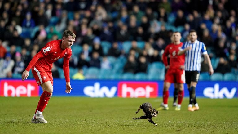 A tortoiseshell cat ran out onto the pitch