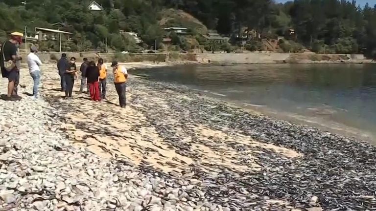 Chile: Thousands of dead fish mysteriously wash up on beach