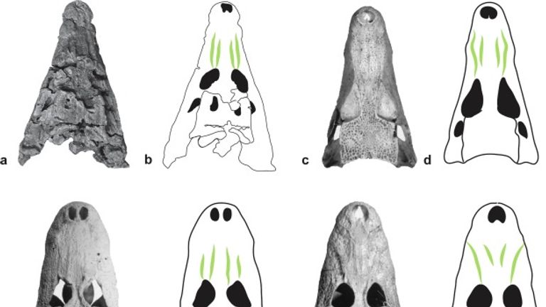 Tengkorak Confractosuchus (a dan b) telah dibandingkan dengan buaya dan aligator modern.  Gambar: dr  Matt White/Zaman Dinosaurus Australia