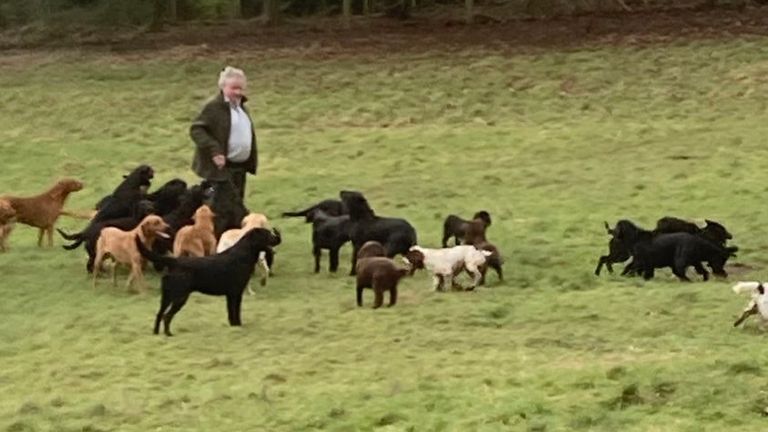 &#39;This photo was taken only last week and very few of the black Labradors are still with us,&#39; owners say. Pic: Cuckavalda Gundogs/Facebook