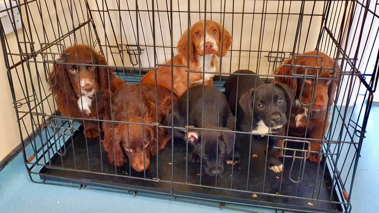 RSPCA warns over dogs being abandoned as owners struggle with returning to  work and cost of living rise | UK News | Sky News