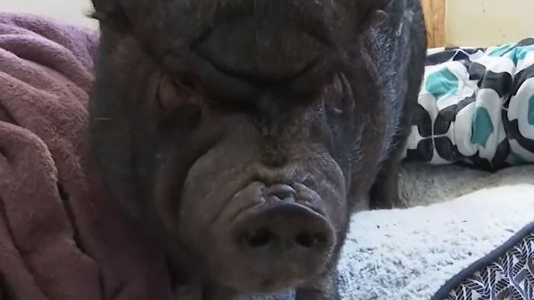 Ellie the pig provides emotional support, it is claimed
