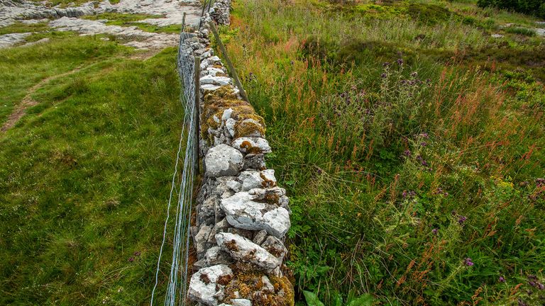 14 - Contrast between land that is heavily grazed and land allowed to naturally regenerate at Ingleborough National Nature Reserve Yorkshire -  © Andrew Parkinson WWF-UK