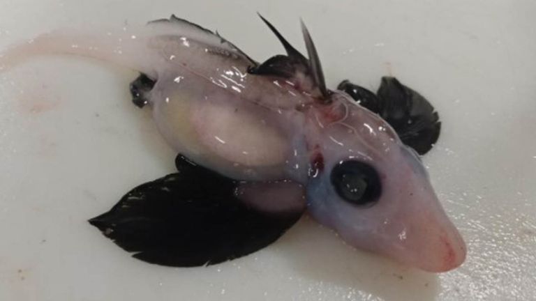 Neonate (newly hatched) deepwater ghost shark (Hydrolagus sp). PIC:  Brit Finucci 

