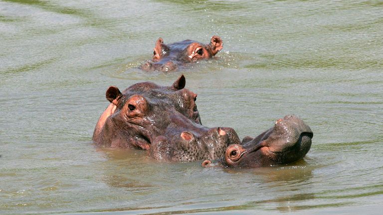 Hippos swim in an artificial lake in Puerto Triunfo