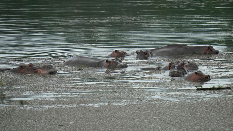 Hussein hace flotar hipopótamos en un lago en el Parque Napoleón A principios de febrero, los hipopótamos se declararon especies invasoras en respuesta a una demanda presentada contra el gobierno sobre si podía matar o esterilizar hipopótamos que representan una amenaza para la biodiversidad.  (Foto AP / Helecho