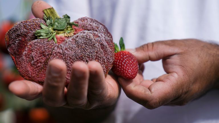 Israeli farmer Chahi Ariel holds a strawberry weighing a whopping 289 grams (over half a pound) in Kadima-Zoran, Israel, Thursday, Feb. 17, 2022. The titanic berry this week was declared the world’s largest by Guinness World Records. The strawberry was picked on Chahi Ariel’s family farm near the city of Netanya in central Israel in February 2021. But only this week, Guinness confirmed it as the heaviest on record. Ariel says he stored the berry in his freezer until getting the news. (AP Photo/A