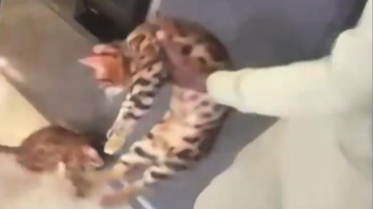 Kurt Zouma was videod mistreating his cats