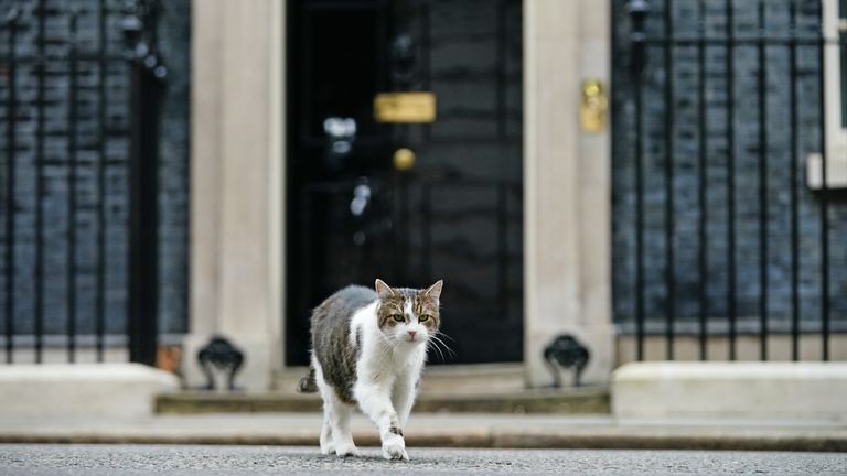Larry the cat in Downing Street, London, as Prime Minister Boris Johnson reshuffles his Cabinet. Picture date: Tuesday February 8, 2022.
