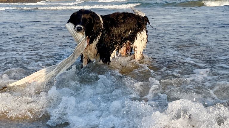 Collie-springer cross Jess, 11, helps her owner Tracey Williams on beach cleans in Cornwall