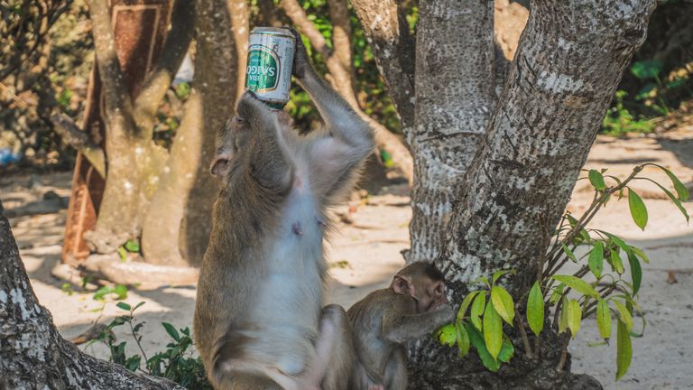 Funny Monkey Drinking beer On Beach under a tree. A monkey took a beer from our group and started drinking it on the beach. Cat Ba, Vietnam - March 5, 2020.