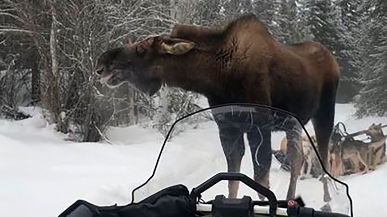 This Feb. 4, 2022, photo provided by Iditarod rookie musher Bridgett Watkins shows a bull moose standing between the snowmobile where she took refuge and her dog team on trails near Fairbanks, Alaska. The moose attacked Watkins... dog team for over an hour during a training run, seriously injuring four before a friend shot and killed the moose.  (Photo by Bridgett Watkins via AP).
PIC:AP
