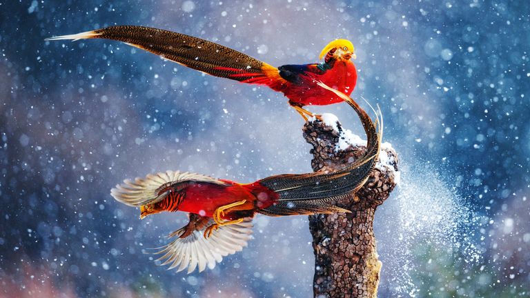 EMBARGOED TO 0001 WEDNESDAY FEBRUARY 9 
MANDATORY CREDIT: Qiang Guo/Wildlife Photographer of the Year
"Danicing in the Snow" by Qiang Guo which has been Highly Commended in the Wildlife Photographer of the Year People's Choice Award.