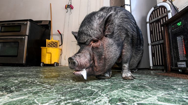 Wyverne Flatt who is fighting to keep his pot-bellied pig Ellie as an emotional support animal at his home Wednesday, Feb. 2, 2022, in Canajoharie, N.Y. Village officials consider Ellie a farm animal, and not allowed in the village. (AP Photo/Hans Pennink)


