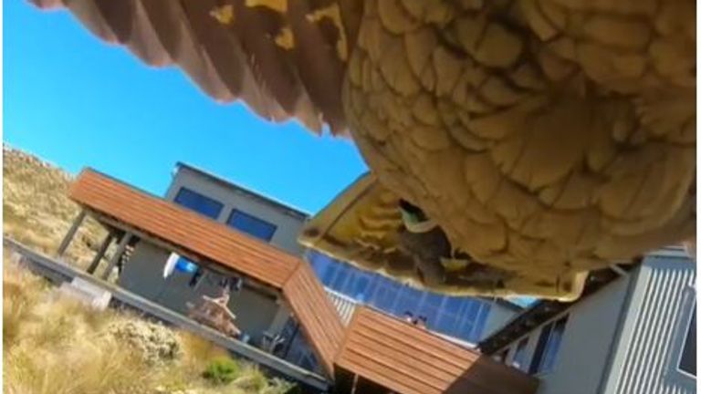The parrot stole the family's camera before making a swift getaway