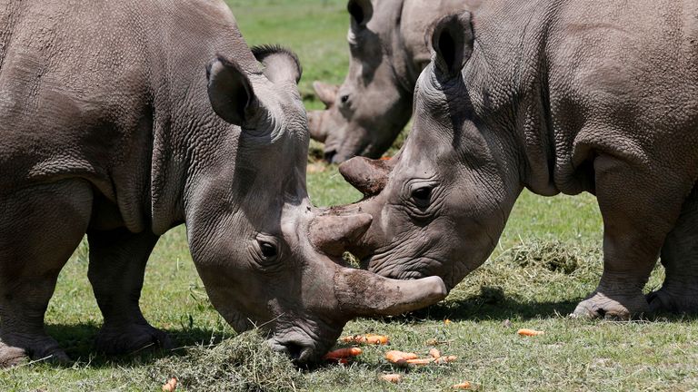 Najin and her daughter Fatu, the last two northern white rhino females, graze alongside Ndauwo, a southern white rhino near their enclosure at the Ol Pejeta Conservancy in Laikipia National Park
