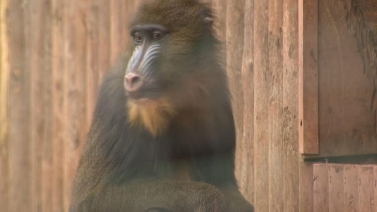 Paignton Zoo in Devon battles to save dozens of species from extinction by cryogenically freezing genetic samples.