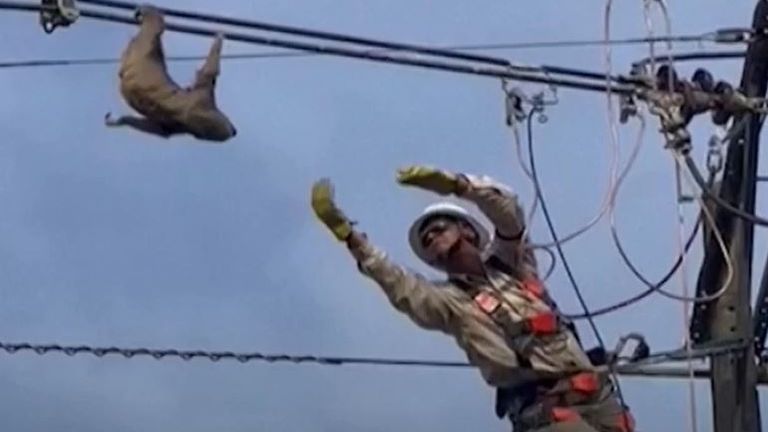 Sloth is rescued from electric cable in Colombia