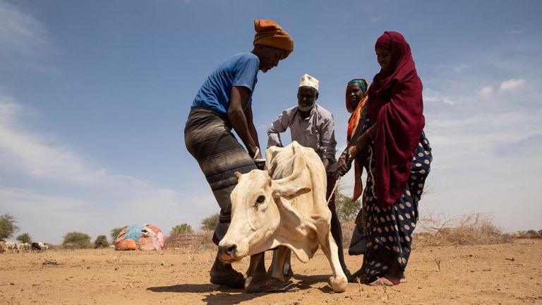 Ethiopia. Drought in Somali Region
People trying help a cow with a very a poor body condition due to the drought situation in the Adadle district, Biyolow Kebele in Somali region of Ethiopia