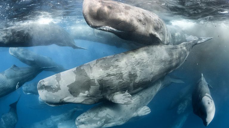 Group of Sperm whales - Indian Ocean - 2017 © naturepl.com - Tony Wu - WWF