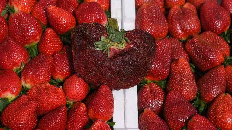 A strawberry weighing a whopping 289 grams (over half a pound) is on display in Kadima-Zoran, Israel, Thursday, Feb. 17, 2022. The titanic berry this week was declared the world’s largest by Guinness World Records. The strawberry was picked on Chahi Ariel’s family farm near the city of Netanya in central Israel in February 2021. But only this week, Guinness confirmed it as the heaviest on record. Ariel says he stored the berry in his freezer until getting the news. (AP Photo/Ariel Schalit)


