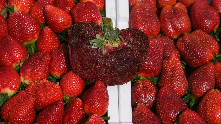 A strawberry weighing 289 grams (more than half a pound) is on display in Kadima-Zoran, Israel, Thursday, February 17, 2022. This week's titanic berry was declared the largest by Guinness World Records. world.  The strawberry was picked at Chahi Ariel's family farm near the city of Netanya, central Israel in February 2021. But just this week, Guinness confirmed it as the heaviest fruit on record.  Ariel says he kept the berries in his freezer until he got the news.  (AP Photo / Ariel Schalit)