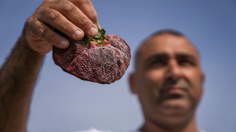 Israeli farmer Chahi Ariel holds a strawberry weighing a whopping 289 grams (over half a pound) in Kadima-Zoran, Israel, Thursday, Feb. 17, 2022. The titanic berry this week was declared the world’s largest by Guinness World Records. The strawberry was picked on Chahi Ariel’s family farm near the city of Netanya in central Israel in February 2021. But only this week, Guinness confirmed it as the heaviest on record. Ariel says he stored the berry in his freezer until getting the news. (AP Photo/A