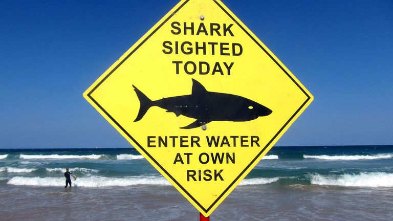 FILE PHOTO: A surfer carries his board into the water next to a sign declaring a shark sighting on Sydney&#39;s Manly Beach, Australia, November 24, 2015. REUTERS/David Gray//File Photo
