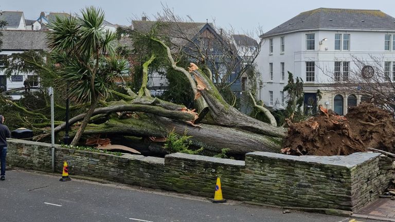 Handout photo issued by Tom Cox of a fallen tree in Bude, as Storm Eunice hits the UK with a rare red weather warning - the highest alert, meaning a high impact is very likely - has been issued by the Met Office due to the combination of high tides, strong winds and storm surge. Picture date: Friday February 18, 2022.
