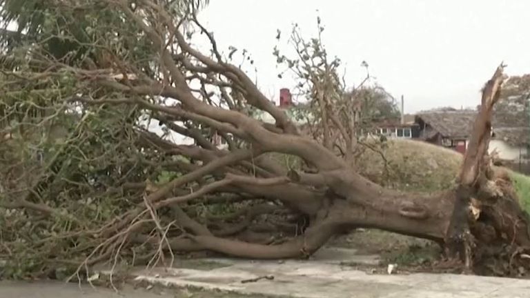 Tree is uprooted in Cuba after a waterspout makes landfall