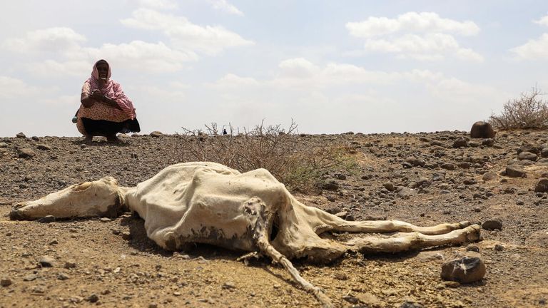 Severe drought killed several livestock of the pastoralist community of Higlo Kebele,Adadle wereda of Somali region of Ethiopia.
