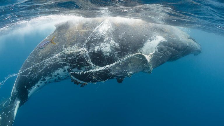 Humpback whale entangled in longline fishing gear, Tonga, Pacific Ocean - © naturepl.com - Tony Wu - WWF