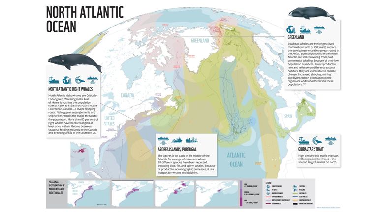 Threats to whales in the North Atlantic Ocean include shipping, noise and warm waters. Pic: WWF UK