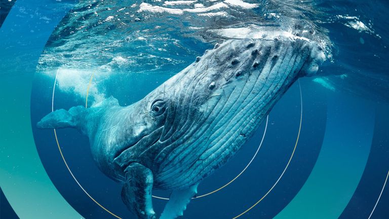 Humpback whale, Tonga © Shutterstock -Earth theater -WWF