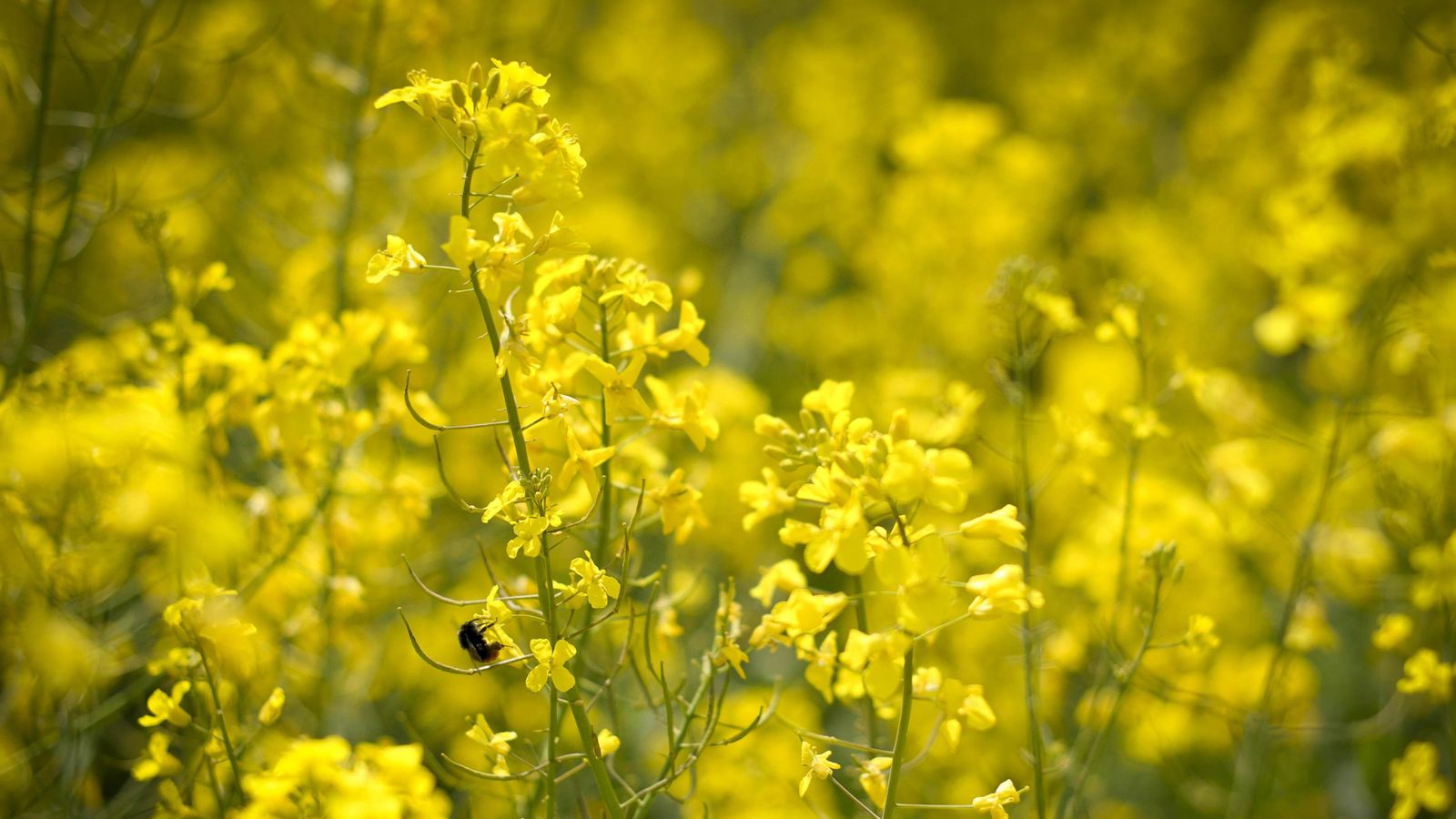 Warmer weather wreaks havoc with hay fever symptoms as tree pollen ...