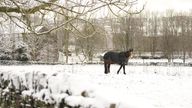 A horse in a snowy field in Outlane village in Kirklees, West Yorkshire, on Thursday morning
