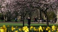 A person photographs a Cherry Blossom tree in St James's Park in London
