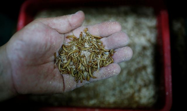 Edible insect industry in limbo due to confusion over post-Brexit trade law - Vimarsana News