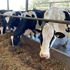 Increases in food prices 'inevitable' as Ukraine war hits production costs