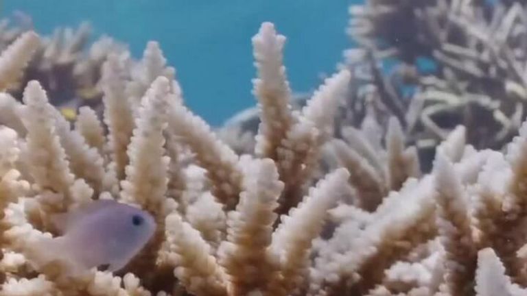 Australia&#39;s Great Barrier Reef is experiencing widespread and severe coral bleaching as a result of high ocean temperatures caused by climate change. 